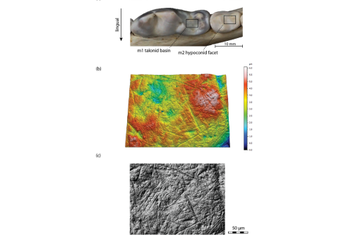 photograph of the area of analysis on the molar teeth; middle: topographic contour scan of the tooth surface to show microwear features from consuming hard foods (modern wolf, Poland); bottom: greyscale photo simulation of the same